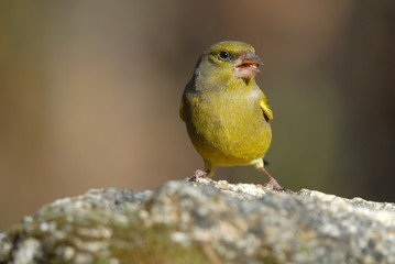 Verderón en la piedra