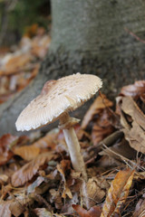 Parasolpilz