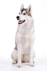 husky © Saksoni