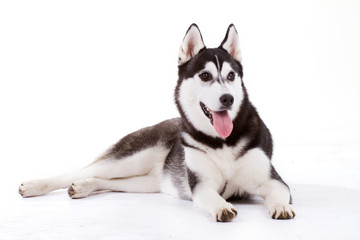 husky © Saksoni