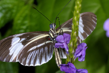 piano key, heliconius melpomene