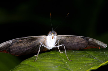 grecian shoemaker,  catonephele numilia