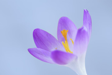 Crocus flower in spring