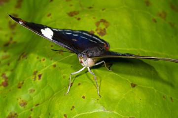blue-frosted banner, catonephele numilia esite