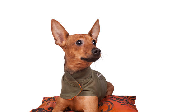 dog on pillow