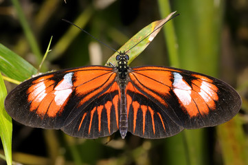 postman, heliconius melpomene madiera