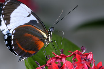 blue and white longwing heliconius cydno