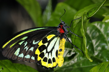 cairns birdwing,  ornithoptera euphorion