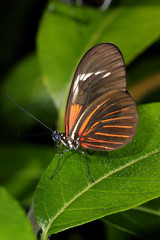 piano key, heliconius melpomene