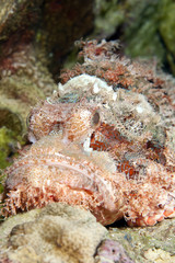 smallscale scorpionfish