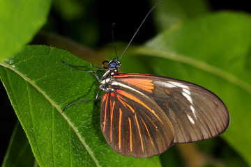 piano key, heliconius melpomene