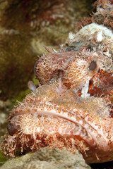 smallscale scorpionfish