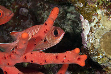 blotcheye soldierfish