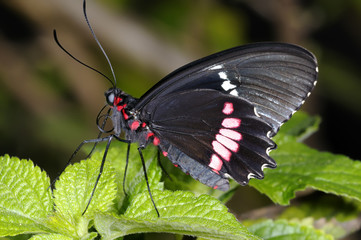cattleheart, parides lysander