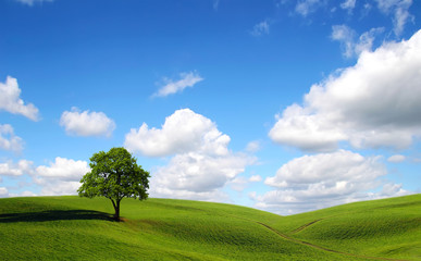 Classic rural landscape with lonely tree