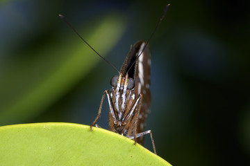 great eggfly,  hypolimnas bolina