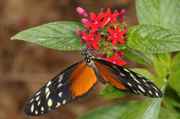 hecales longwing,  heliconius hecale