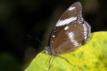 great eggfly,  hypolimnas bolina