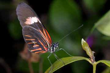piano key, heliconius melpomene