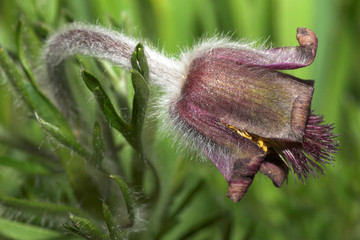 Wiesen-Kuhschelle (Pulsatilla pratensis). Small Pasque Flower