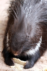 Brot fressendes Stachelschwein