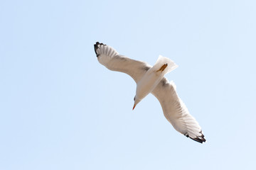 Seagull