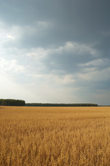 Rural landscape