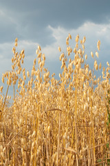 Obraz premium Rural landscape