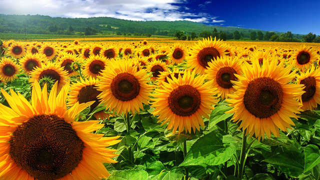 Tournesols