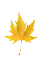 Yellow leaves isolated on white