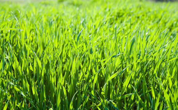 good green grass as background
