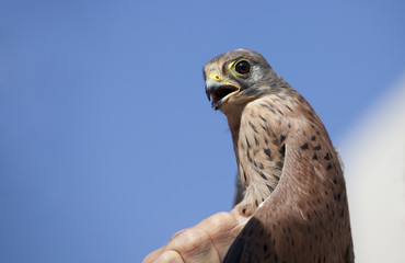 El cernícalo