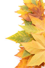 Yellow leaves isolated on white