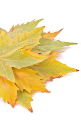 Yellow leaves isolated on white