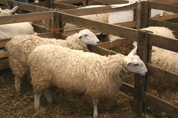 Fototapeta premium Two Sheep