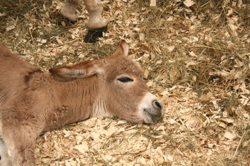 Baby Donkey