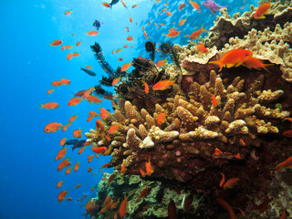 Obraz premium Coral on Great Barrier Reef Australia