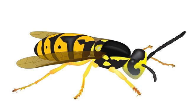 yellow jacket with moving wings