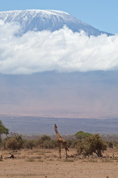 Giraffe And Mount Kilimanjaro