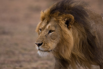 Scar Face