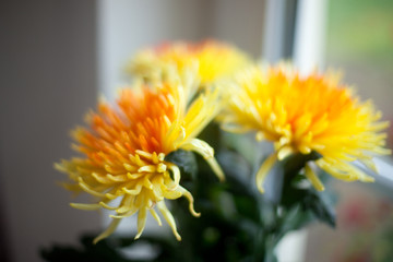 Chrysanthemen