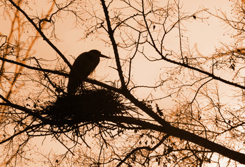 nest