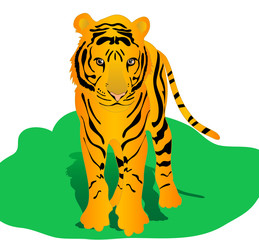 tiger