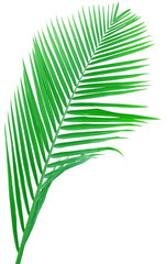 palmier vert fond blanc