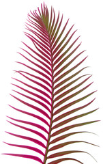 palme sagoutier fond blanc