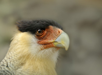 Caracara crestato cheriway