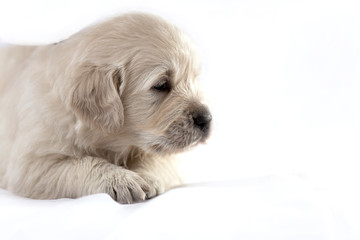 Golden retriever puppy isolated on white background