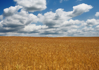 field of wheat