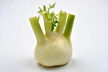 one organic fennel and a white background