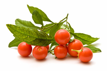 Tomates cherry 19
